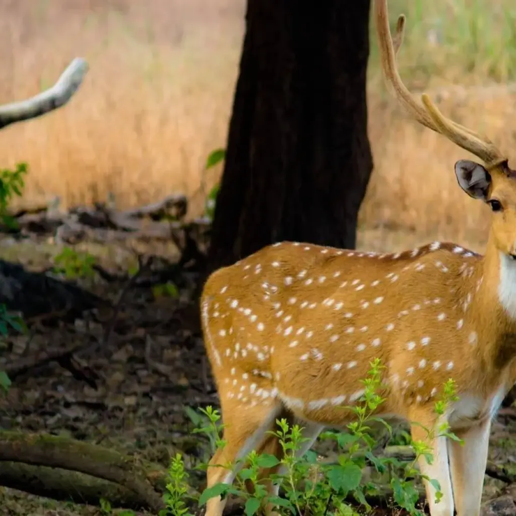 Explore Wildlife Tour India for 14 days with Amazing India Tours and discover unforgettable experiences - Photo 2